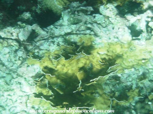 Snorkeling at The Indians Snorkeling at The Indians