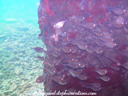 Schools of fish at cave entrance Schools of fish at cave entrance