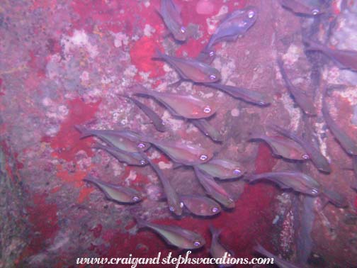 Schools of fish at cave entrance Schools of fish at cave entrance