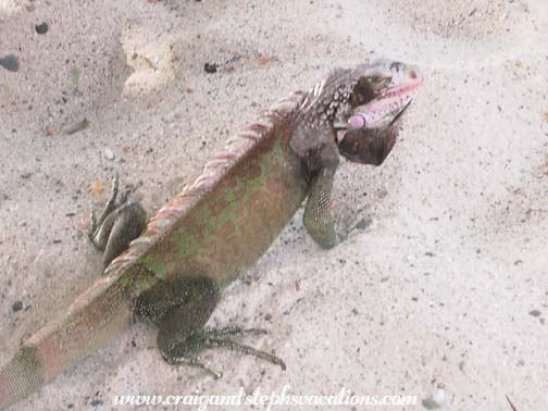 Iguana
