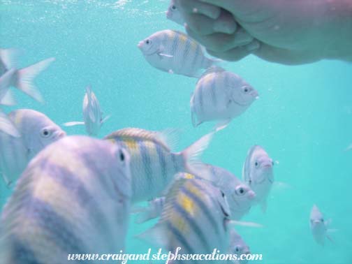 Craig feeding the fish at Coki Point