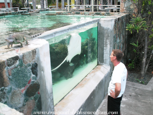 Marty looking at the nurse sharks and stingrays Marty looking at the nurse sharks and stingrays