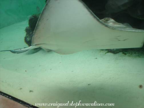 Stingray Stingray