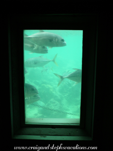 View from the undersea observatory View from the undersea observatory