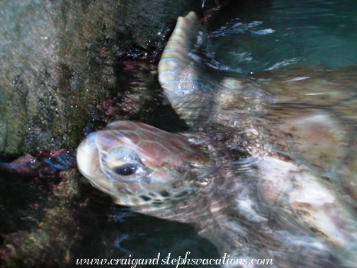 Turtle Encounter - green sea turtle