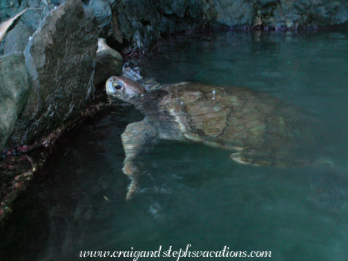 Turtle Encounter - green sea turtle