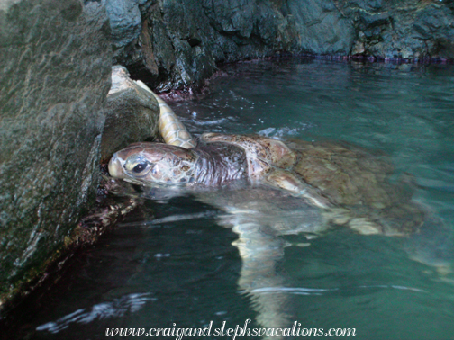 Turtle Encounter - green sea turtle Turtle Encounter - green sea turtle
