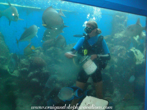 Erica feeding stingrays in the tank Erica feeding stingrays in the tank