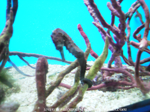 Sea horse Sea horse
