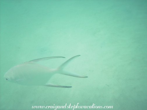 Palometa, Secret Harbour