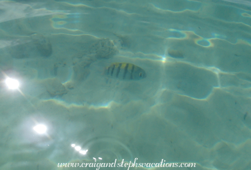 Secret Harbour fish