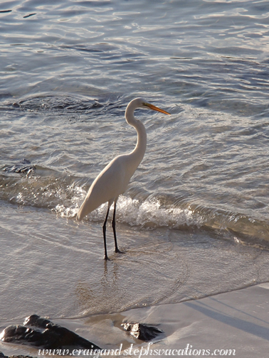 Egret at Secret Harbour Egret at Secret Harbour