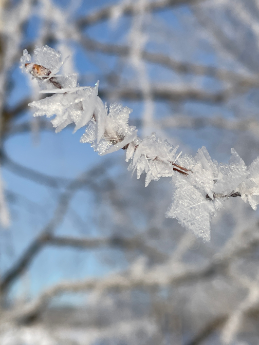 Hoarfrost